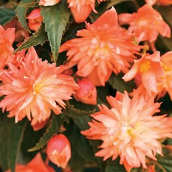B. ‘Bellagio series’